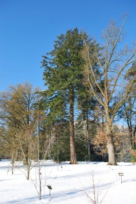 Pseudotsuga menziesii - douglaska tisolistá - habitus